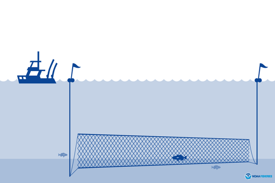 Illustration of set gillnet courtesy of NOAA Fisheries