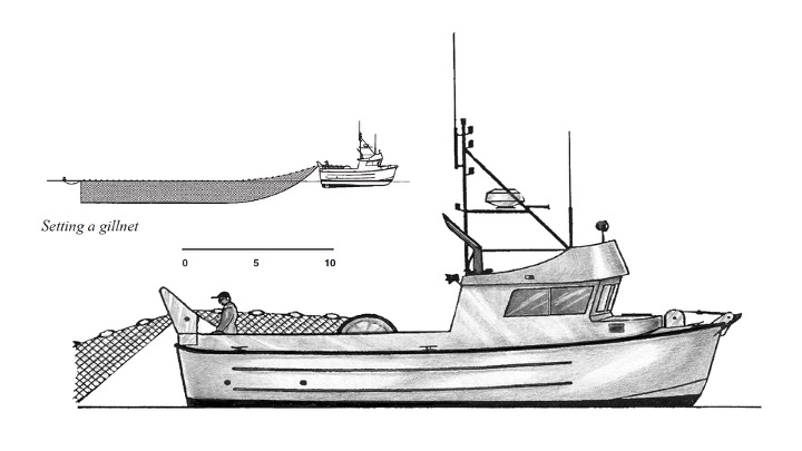 Illustration of drift gillnet gear courtesy of Washington Sea Grant
