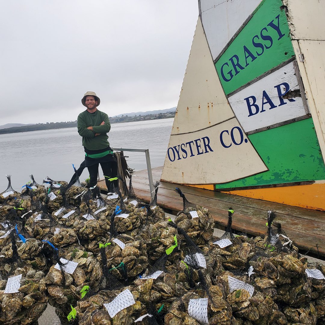 Nate harvesting oysters 