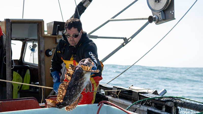 A fisherman lands a lingcod on the back deck of a fishing vessel