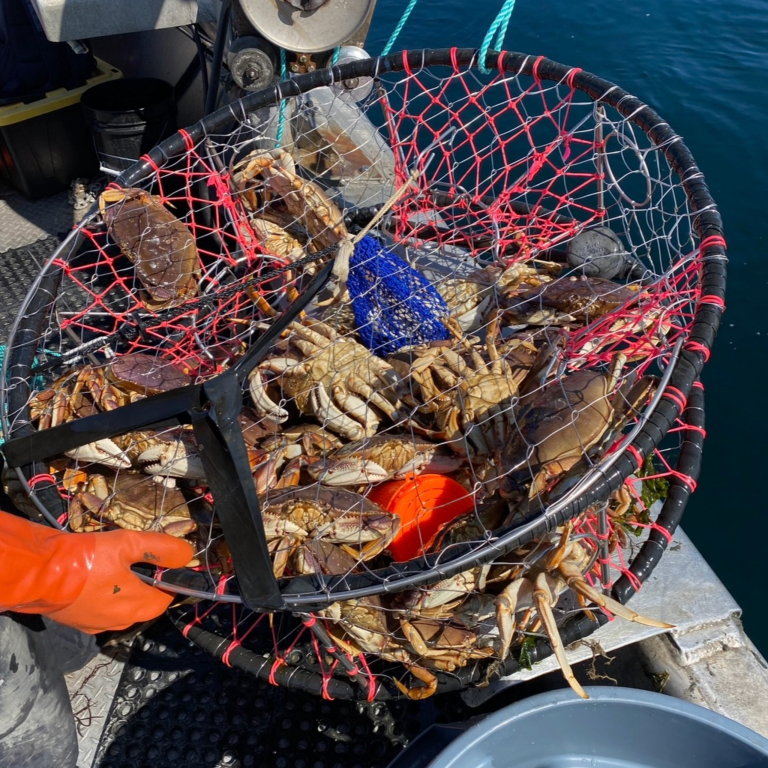 A large, round, crab pot filled with Dungeness crab rests on the side of a boat after being brought on board