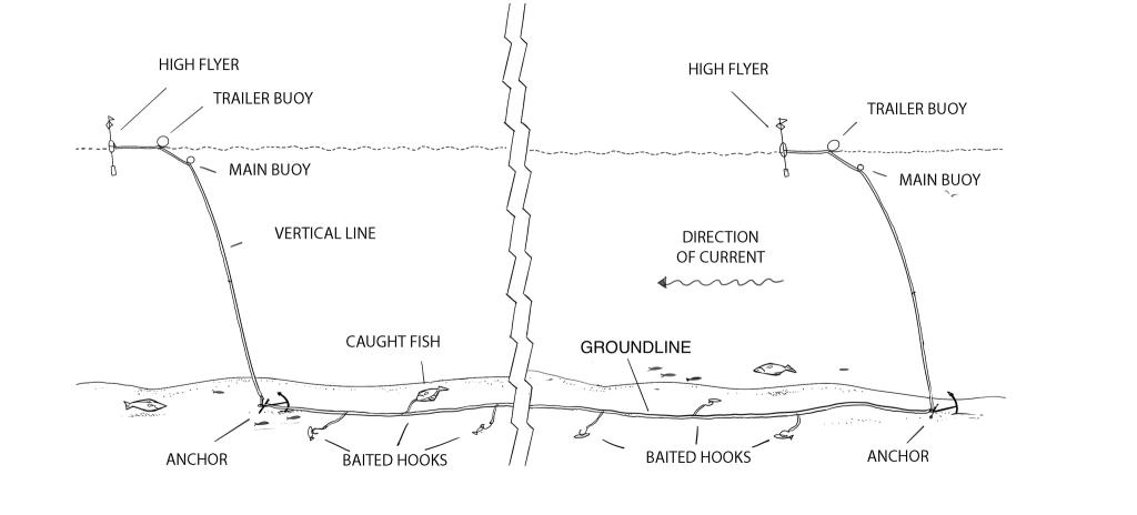 Longline gear while deployed on the sea floor