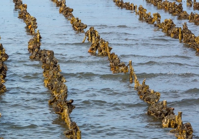 Oyster stake longline culture in Humboldt Bay, California CA Sea Grant