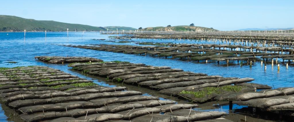 Oyster rack and bag culture in Tomales Bay, California CA Sea Grant