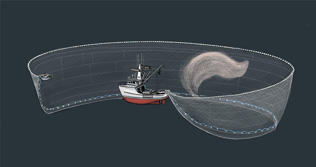 Fishing boat setting a purse seine net around a school of market squid