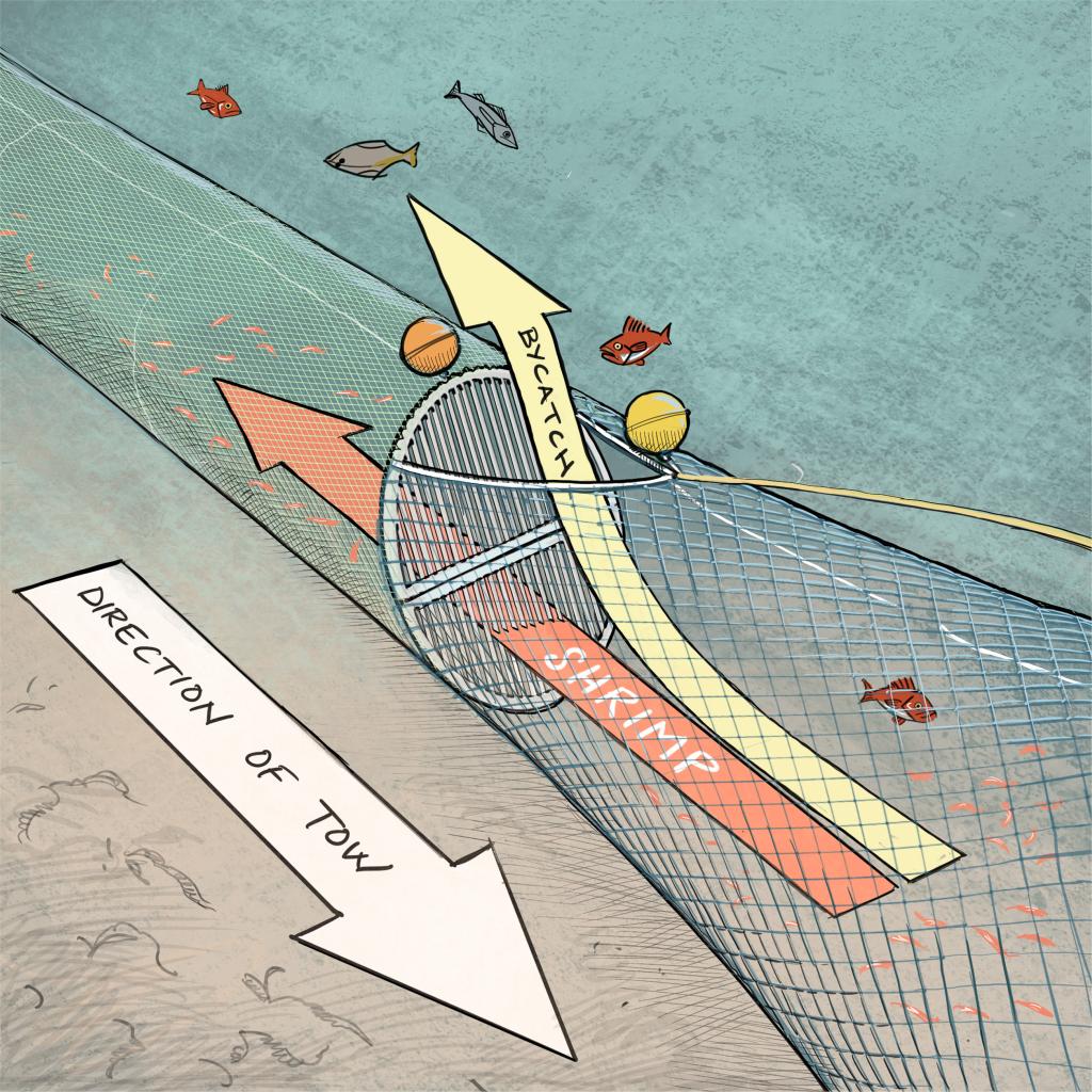 Excluder grate keeps larger fish out of shrimp nets