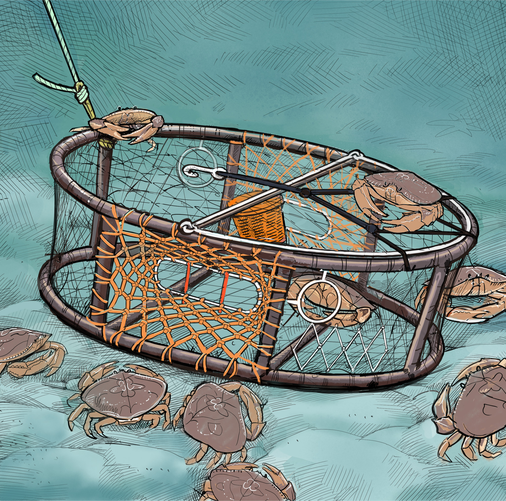 Dungeness crab pot
