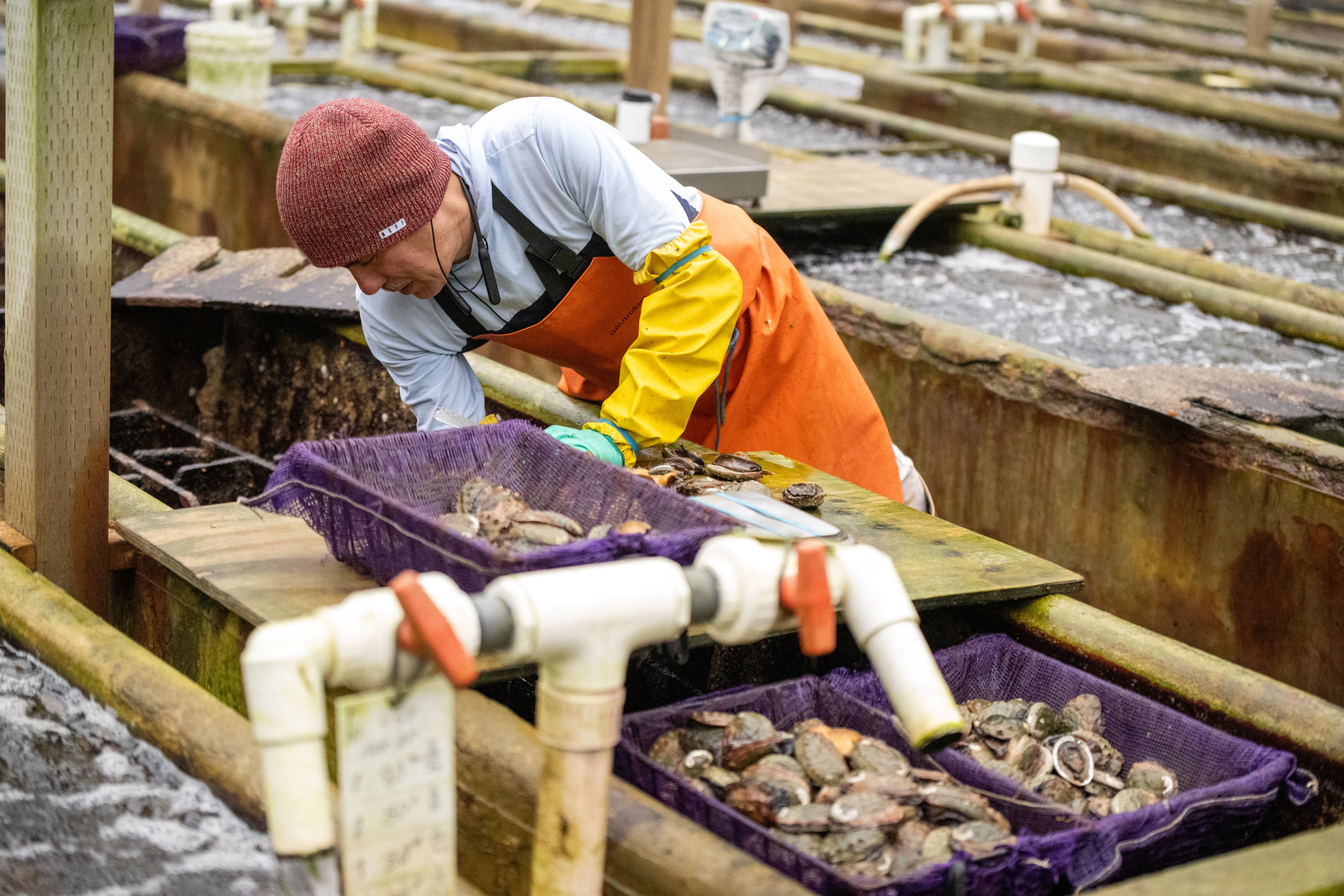 Worker attends to aquaculture tanks