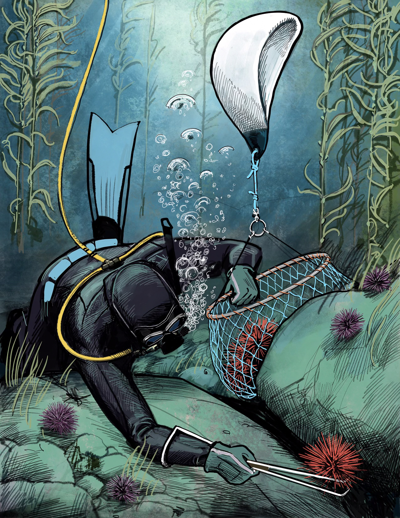 Commercial fisherman harvesting purple sea urchin by diving