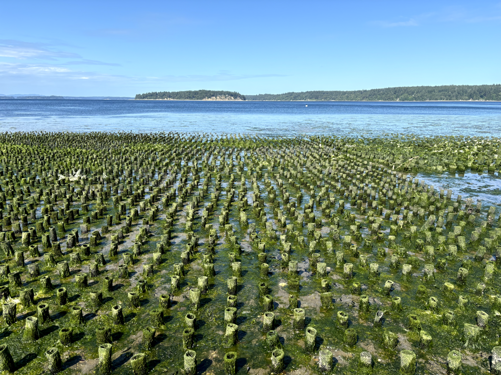 photo of a geoduck farm, of protective mesh used around geoducks 'planted' in intertidal sediment to prevent predation