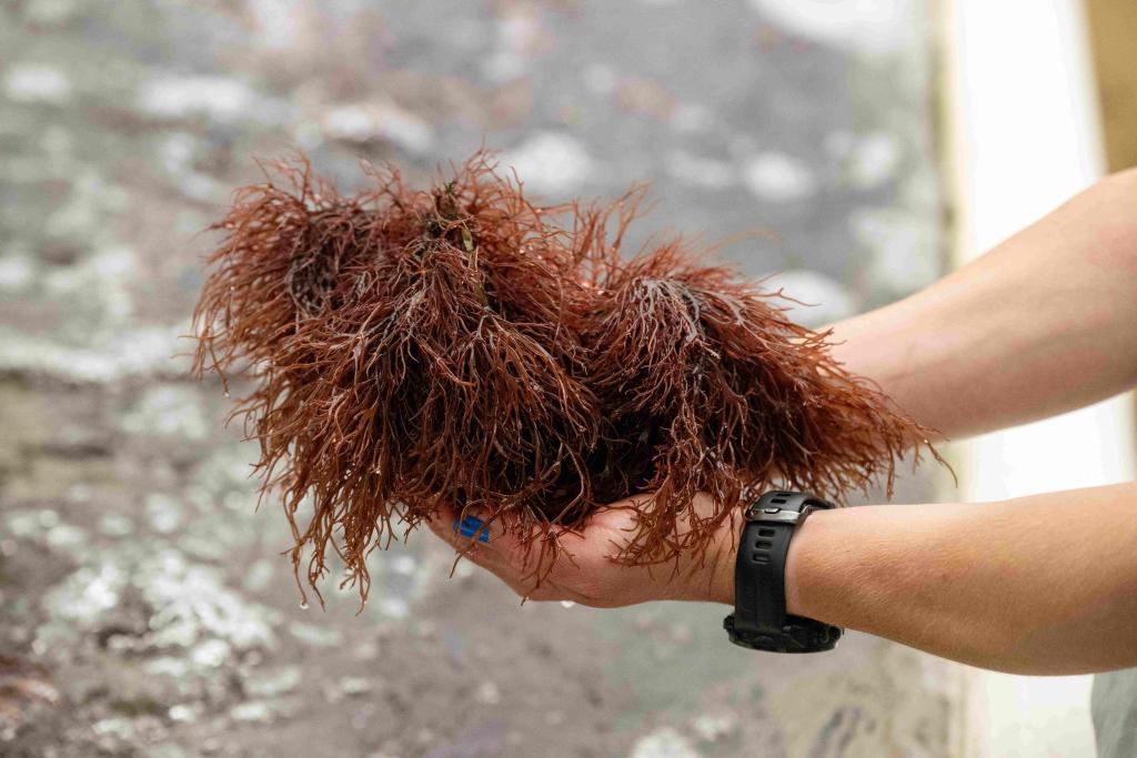 Ogo (red seaweed) culture