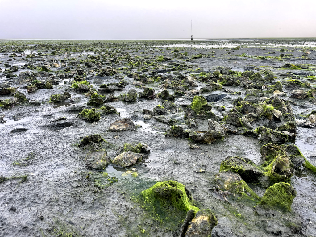 photo of Oysters broadcast on bottom sediment in intertidal on an oyster farm