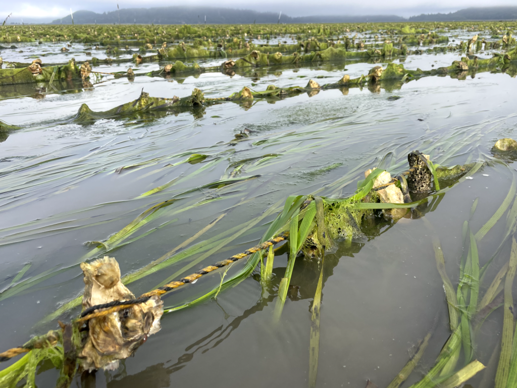 oysters growing on stake longline