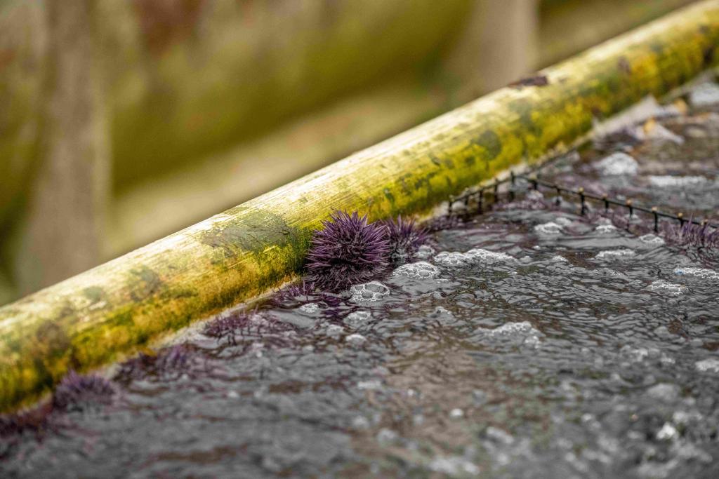 Purple sea urchin ranching