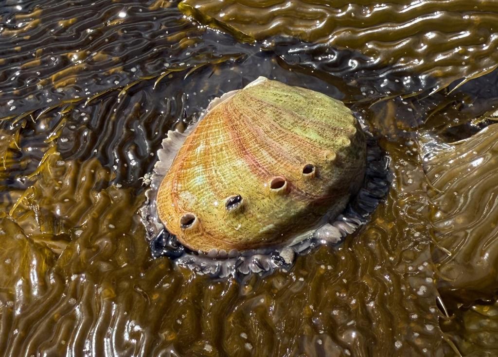 Adult red abalone on kelp