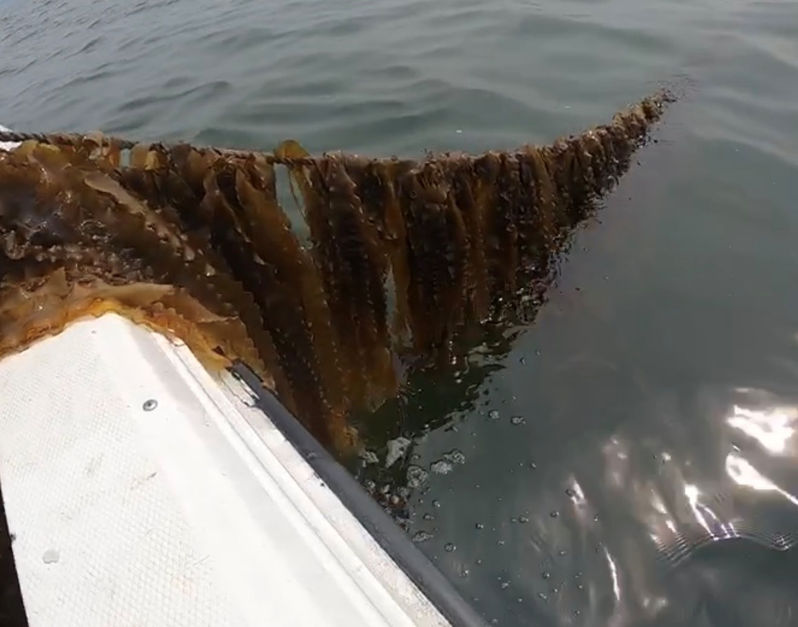 Sugar kelp suspended longline culture