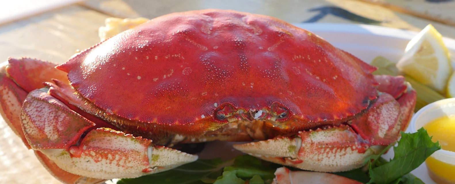 Cooked Dungeness crab