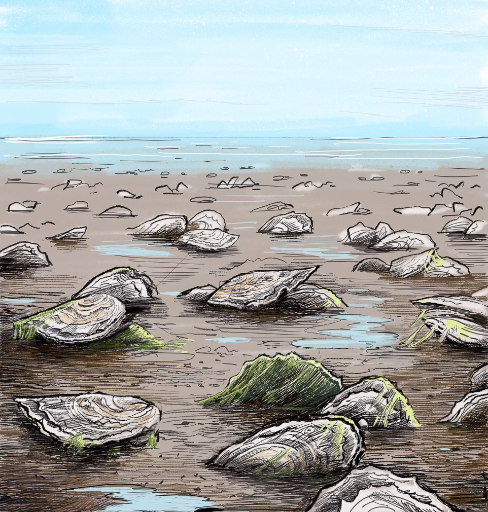 Illustration of oysters growing on mudflat, by Tom Crestodina