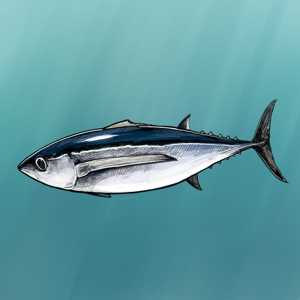 Illustration of Albacore tuna by Tom Crestodina