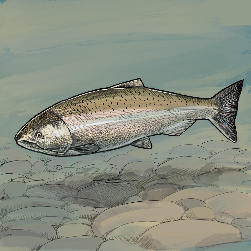Illustration of Coho salmon by Tom Crestodina