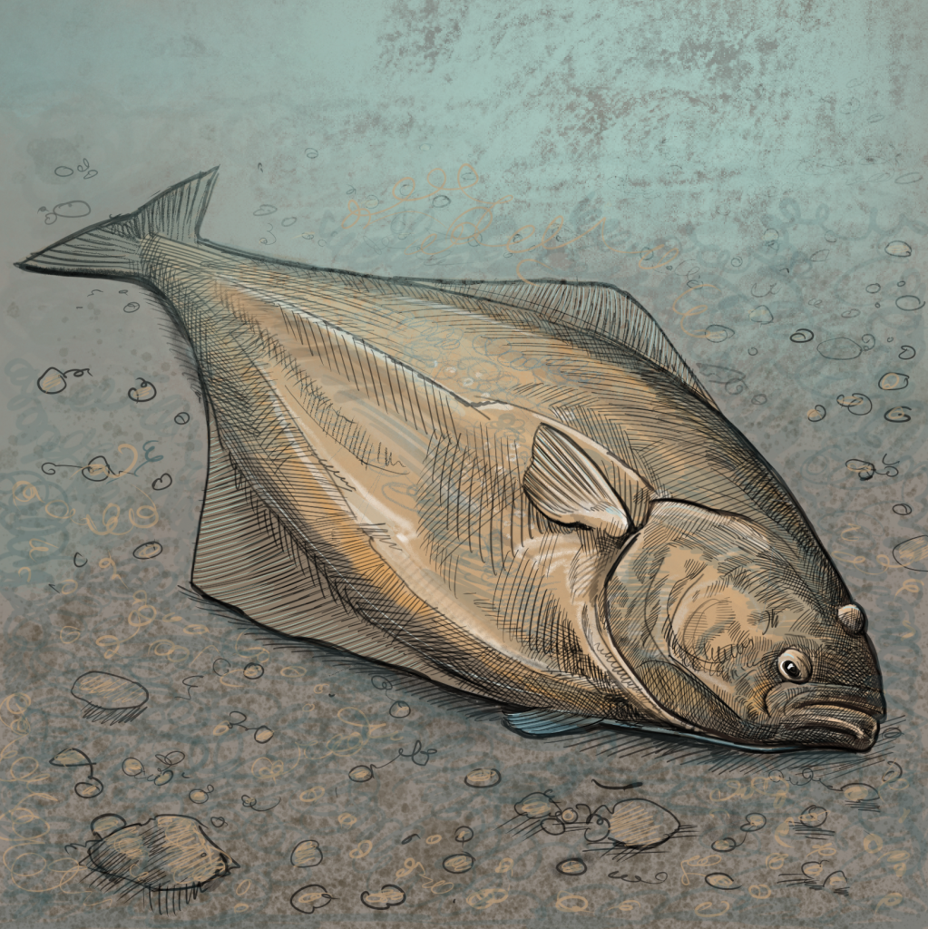 Illustration of Pacific halibut by Tom Crestodina
