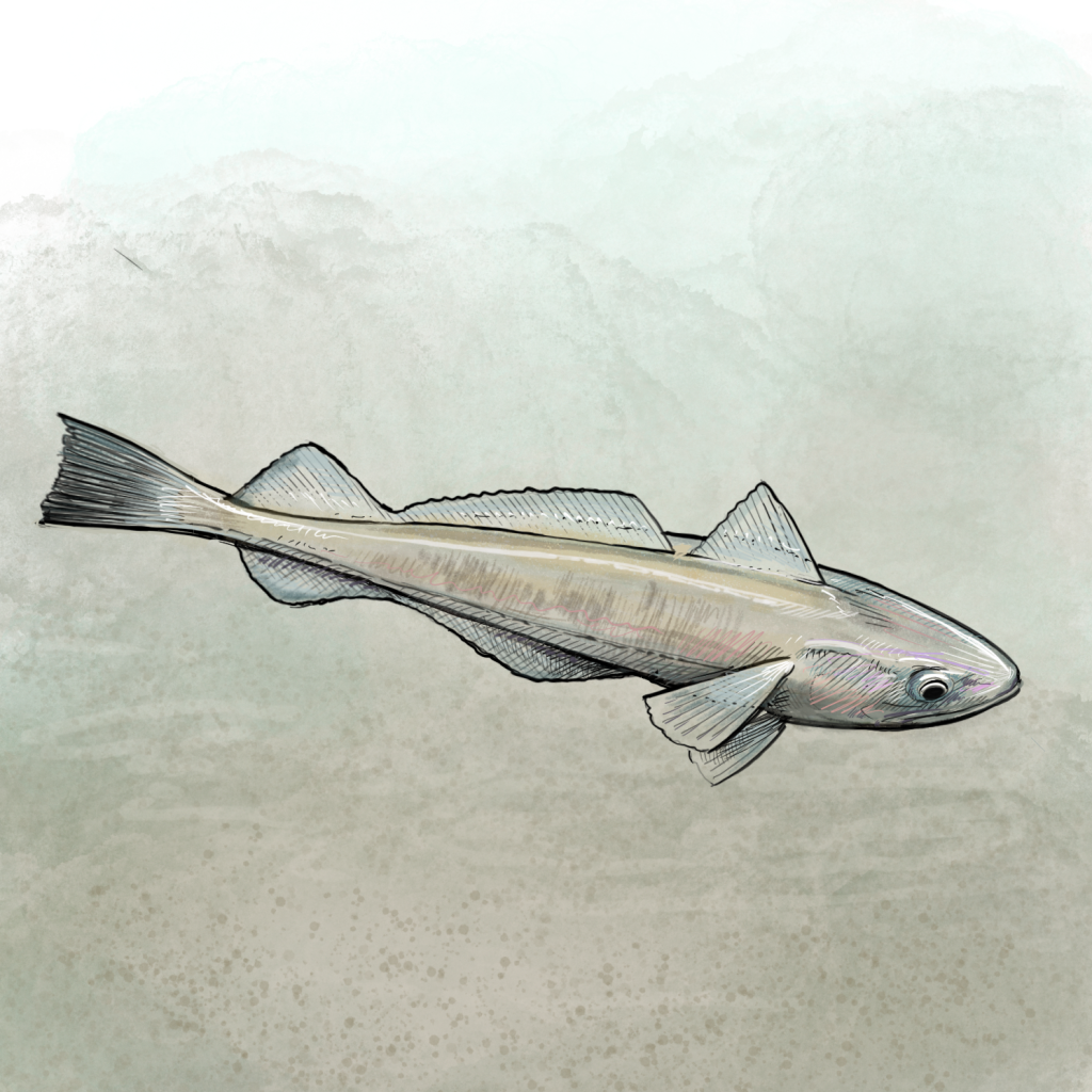 Illustration of Pacific whiting by Tom Crestodina