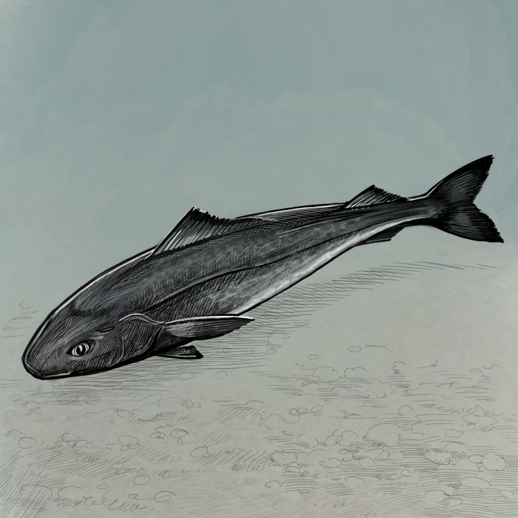 Illustration of Sablefish (Black Cod) by Tom Crestodina