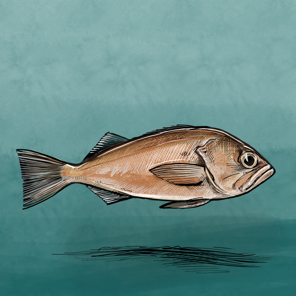 Window rockfish (Sebastes entomelas) illustration