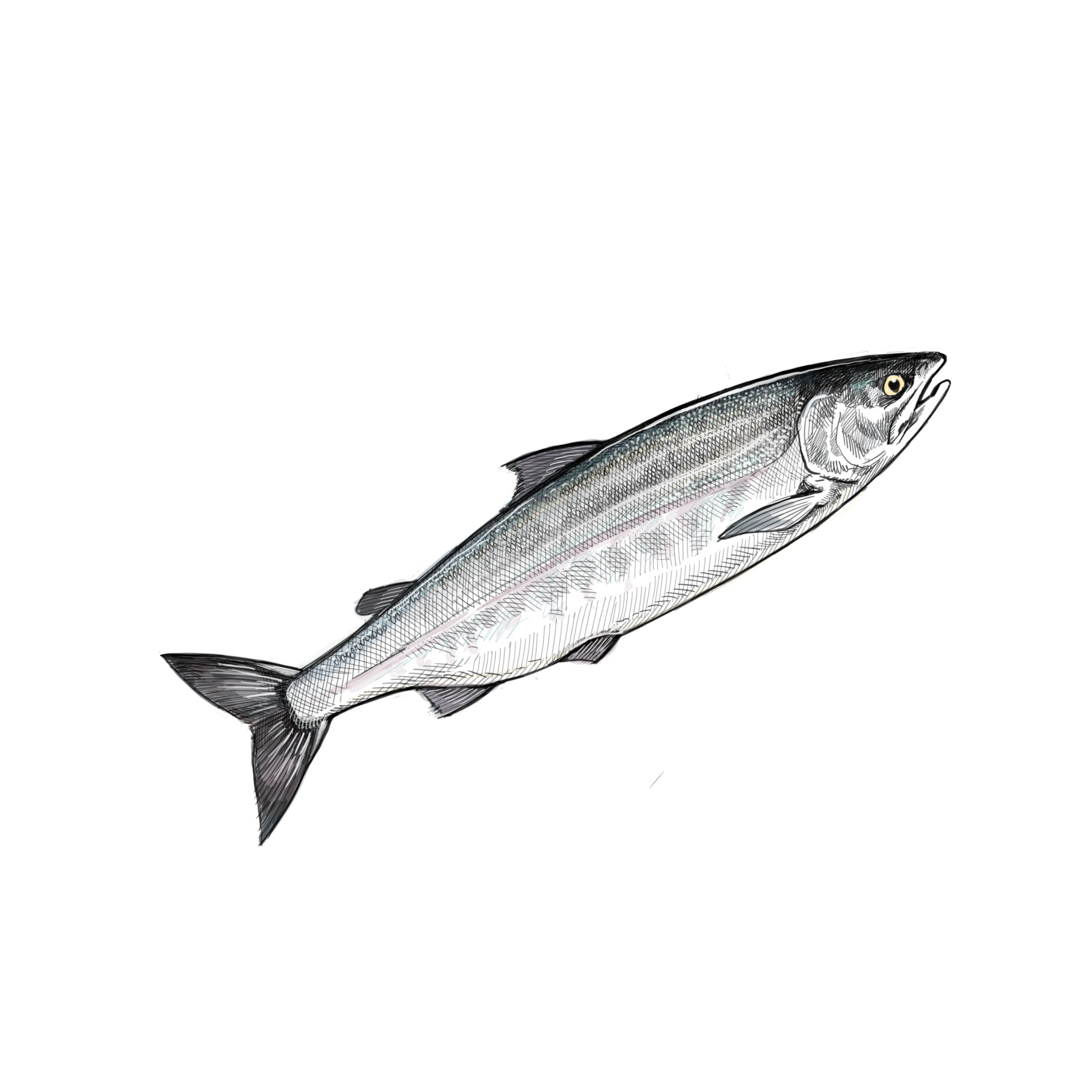 Illustration of Chum salmon courtesy of NOAA Fisheries