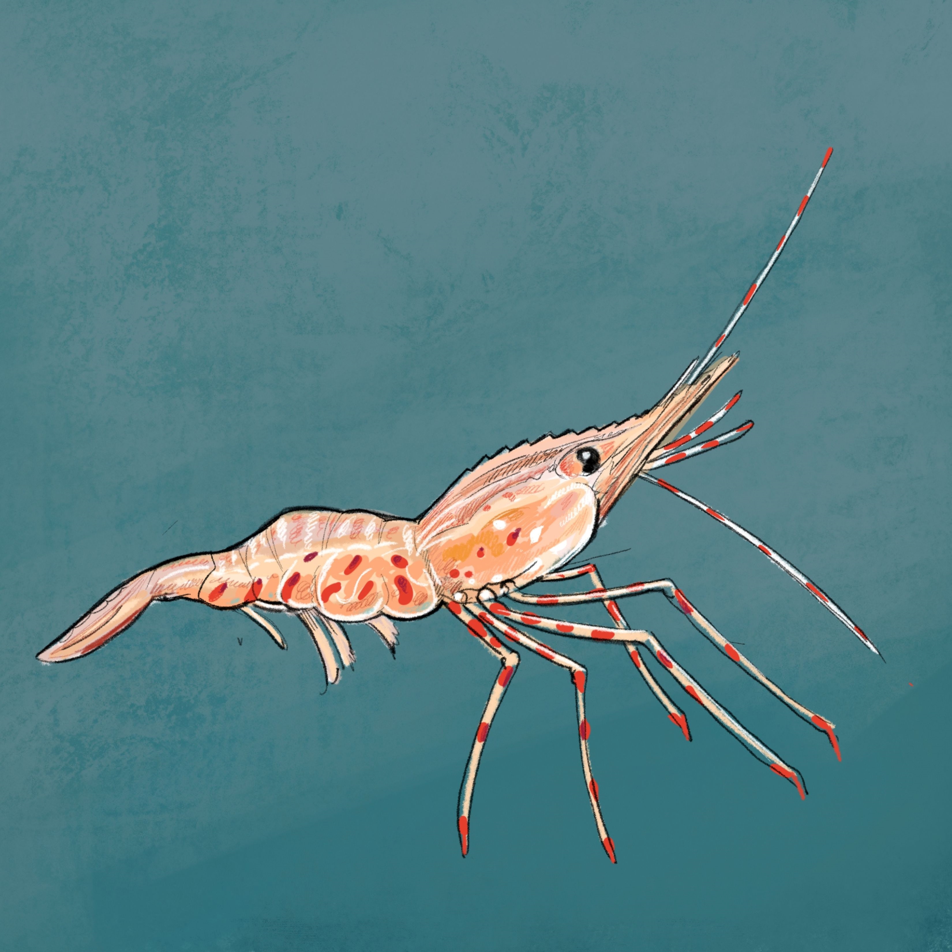 Illustration of coonstripe shrimp by Tom Crestodina