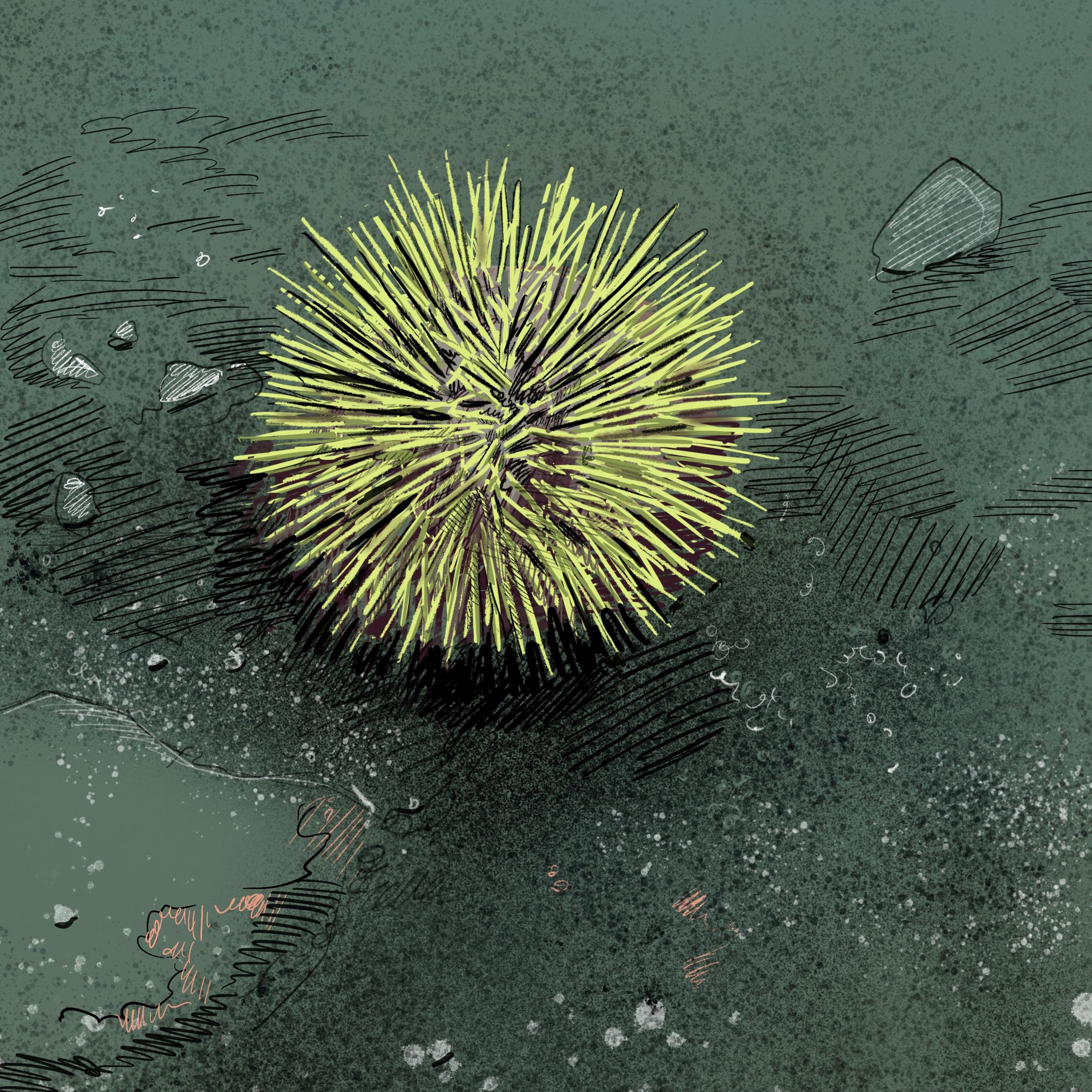 Illustration of green sea urchin by Tom Crestodina