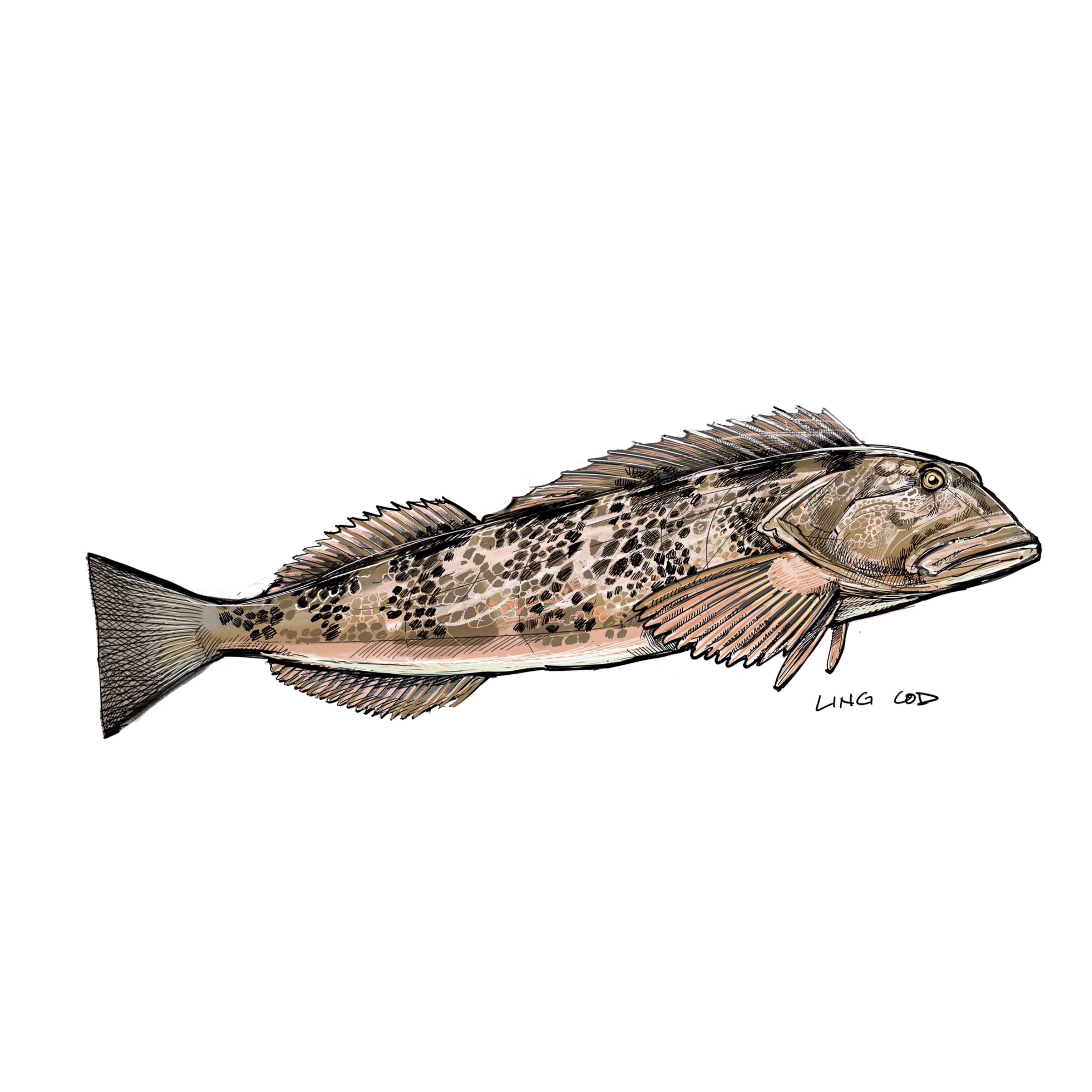 Illustration of lingcod by Tom Crestodina