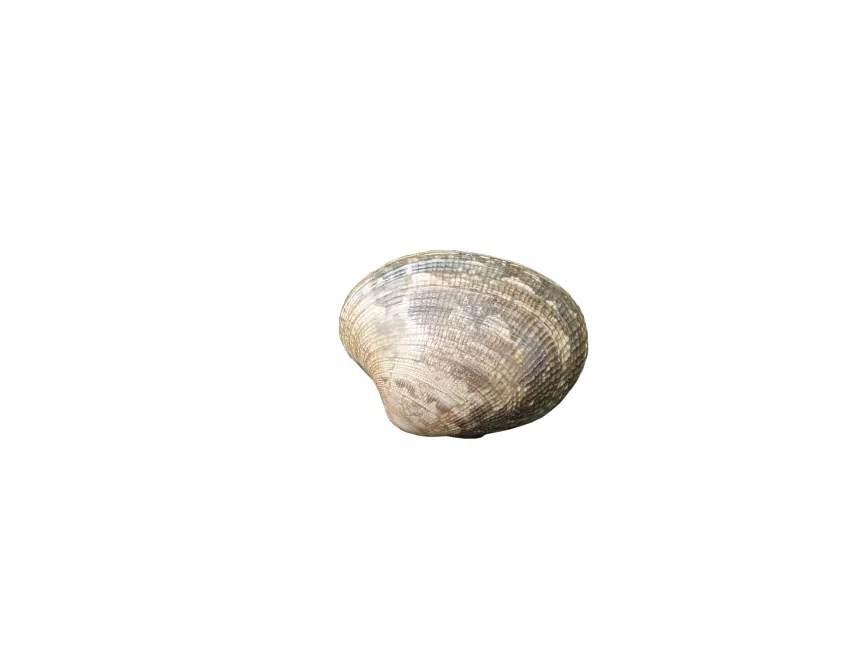 Photo of Manila clam courtesy of Washington Department of Fish and Wildlife