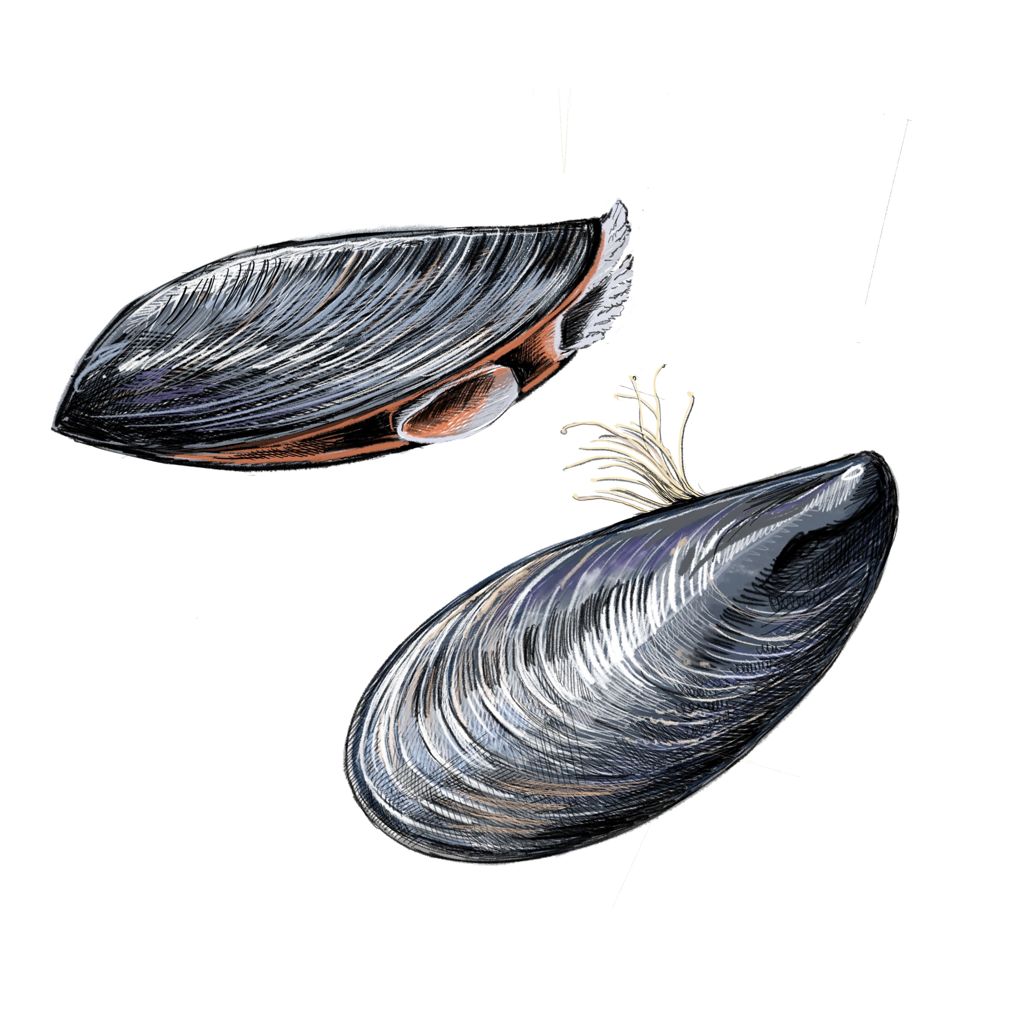 Illustration of two Mediterranean mussels by Tom Crestidino. One mussel is open with its two siphons showing and one closed with byssal threads extending off a small portion of the shell.