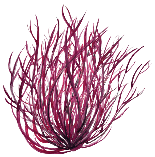 Illustration of Ogo (red) Seaweed courtesy of the National Seaweed Hub