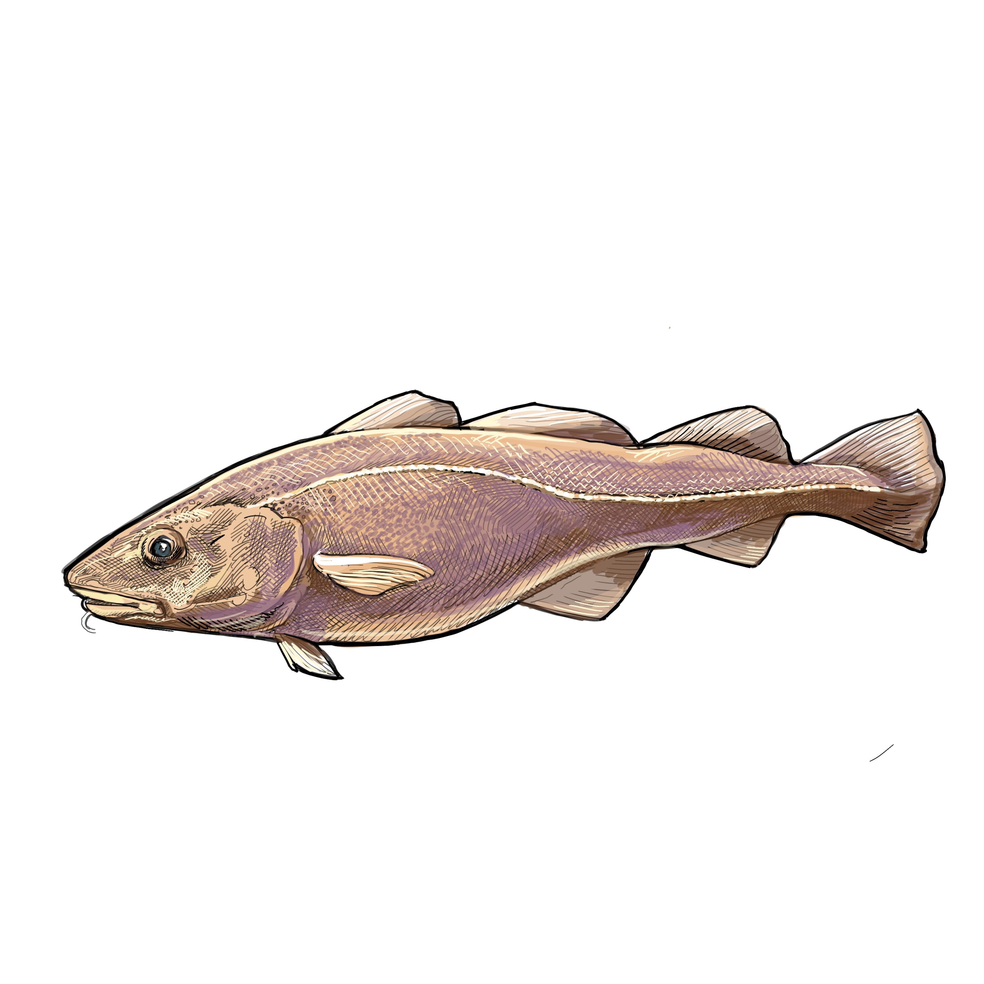 Illustration of Pacific cod by Tom Crestodina