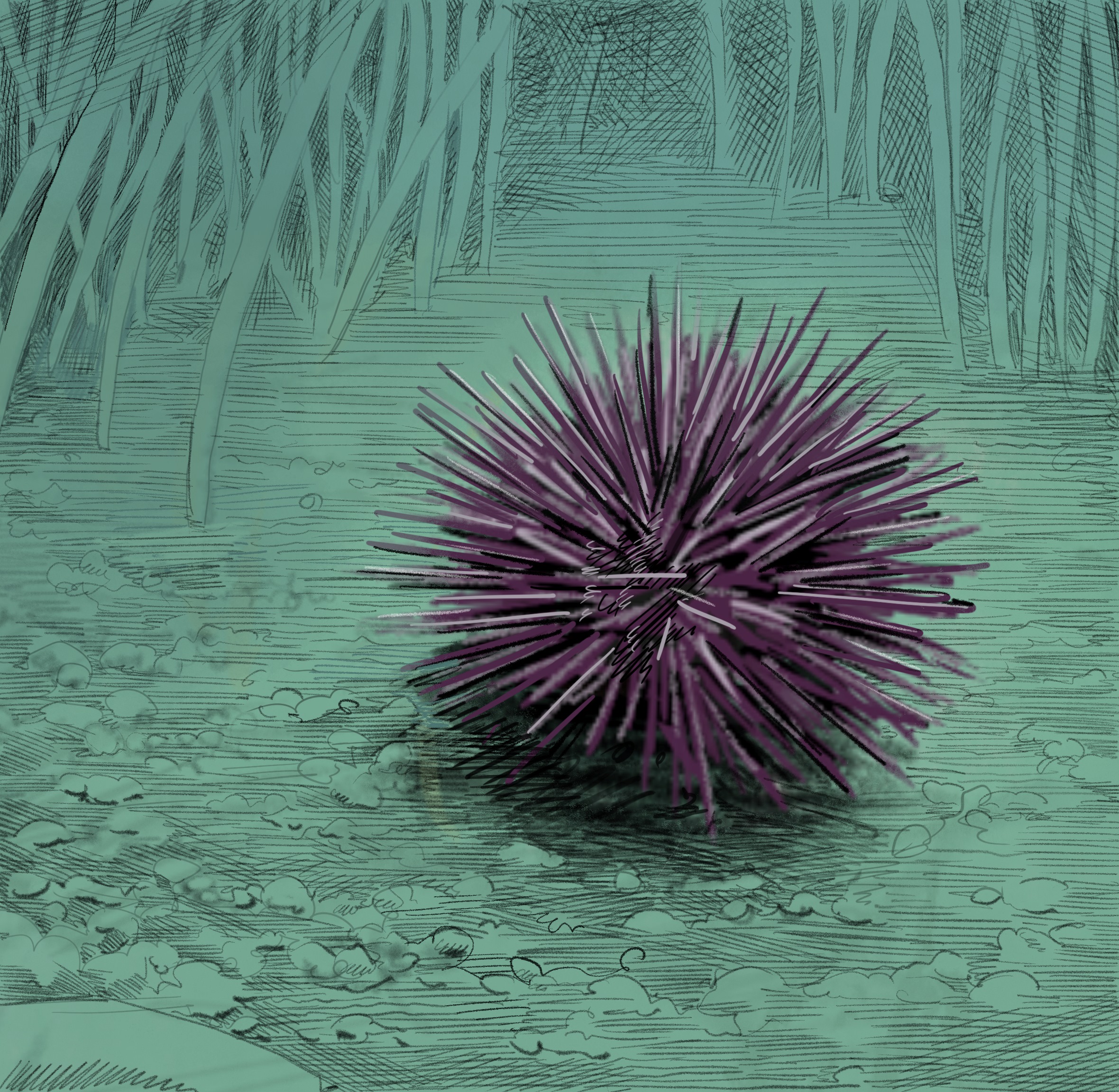 Illustration of Purple sea urchin by Tom Crestodina