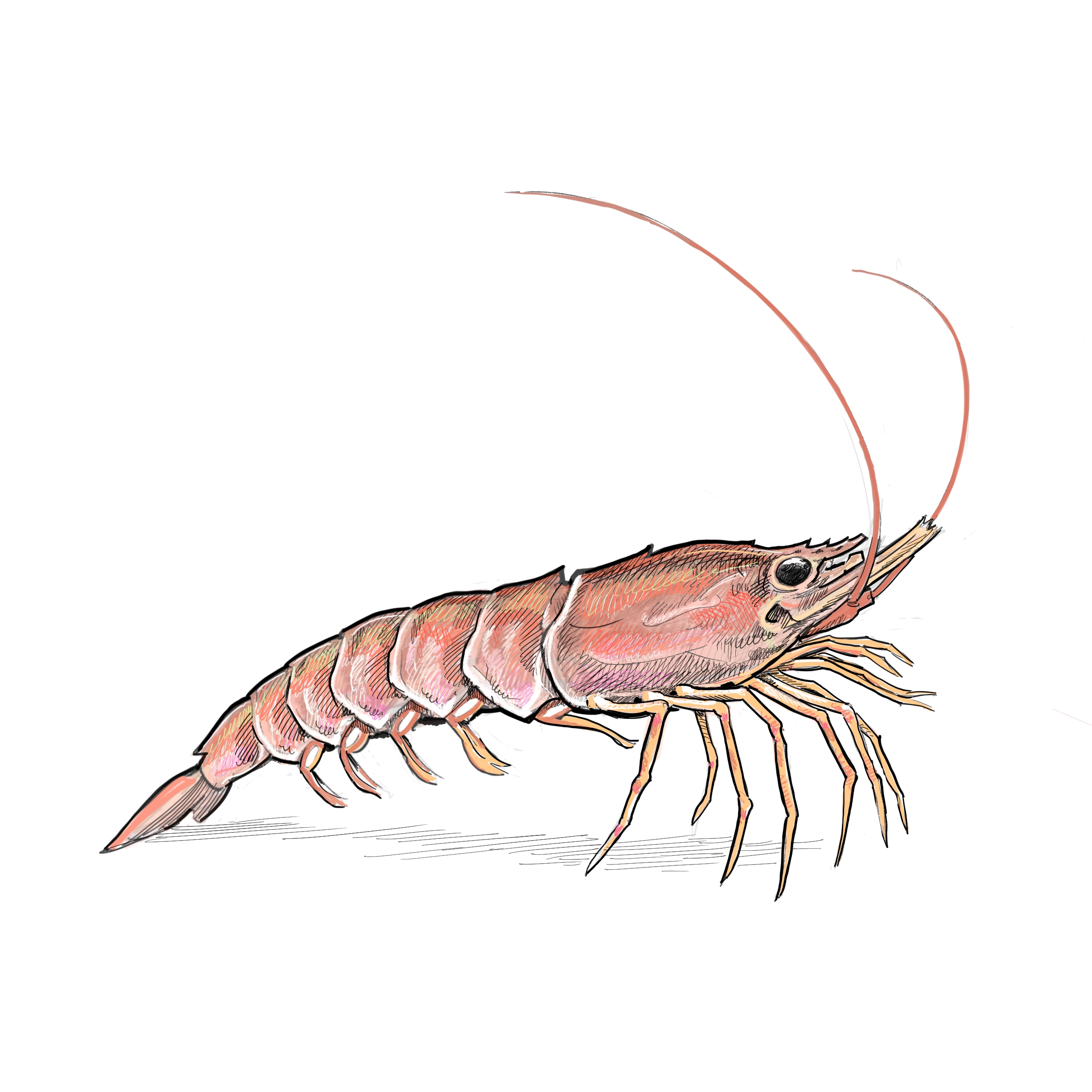 Illustration of ridgeback shrimp by Tom Crestodina