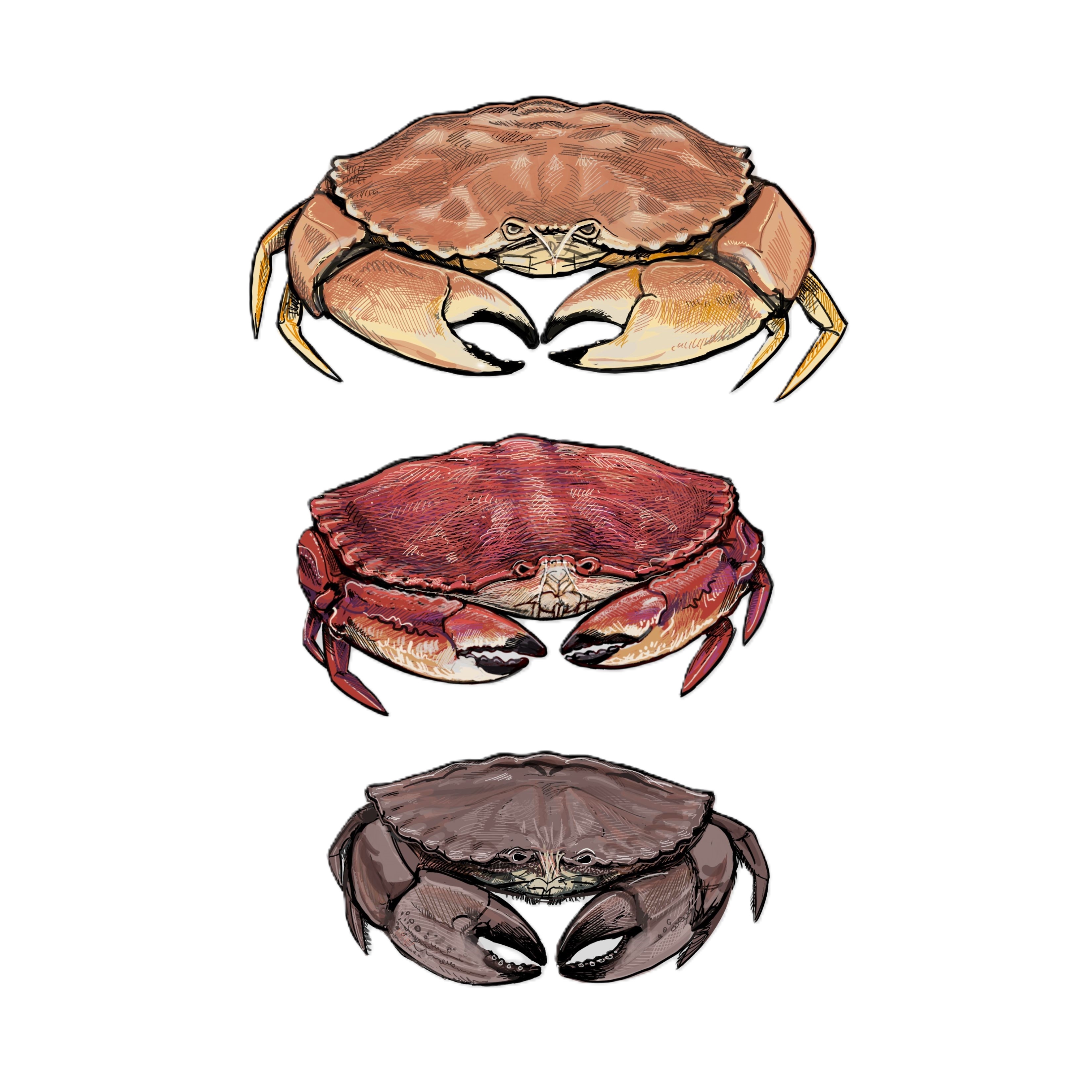 Illustration of yellow, red and brown rock crabs by Tom Crestodina