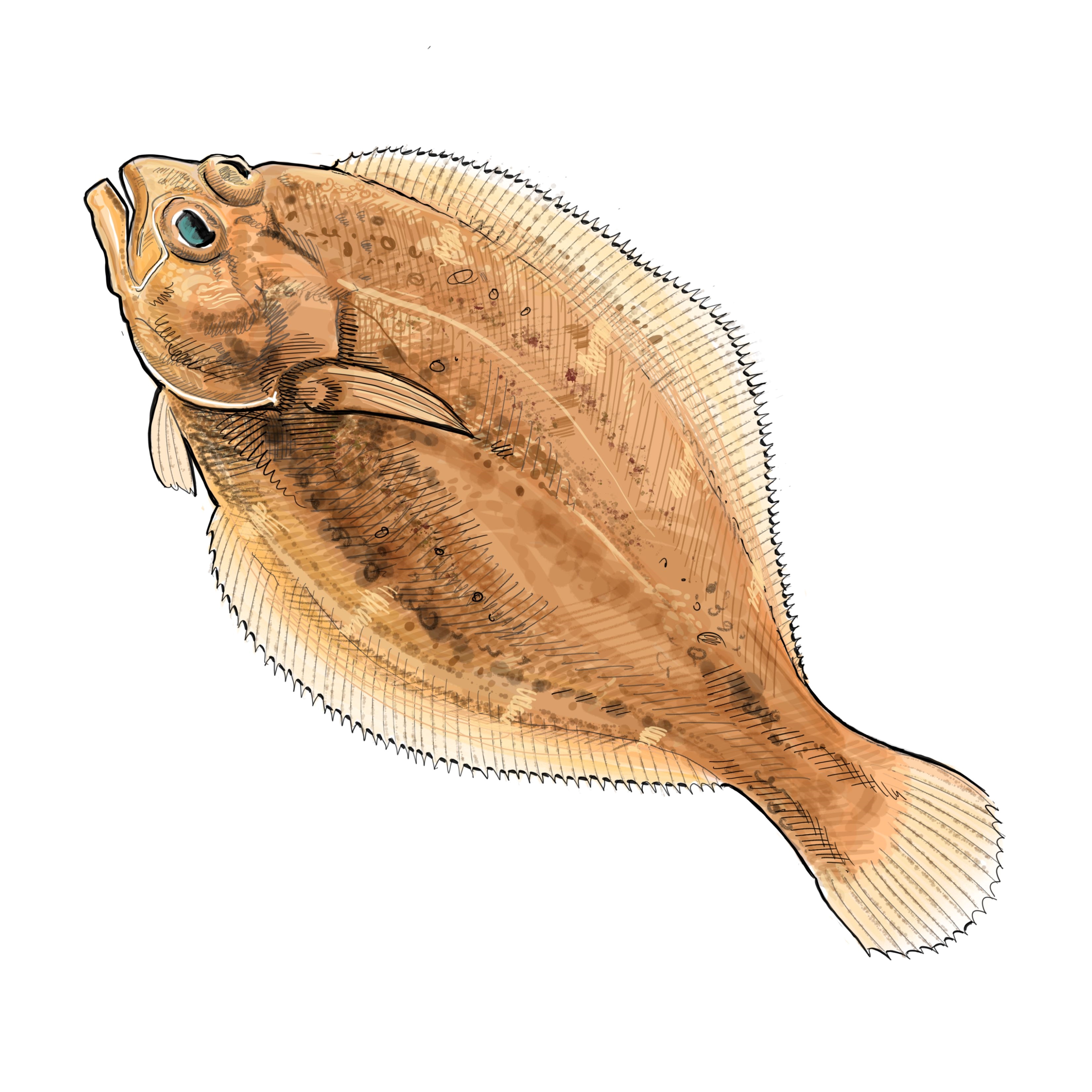Illustration of sanddab by Tom Crestodina