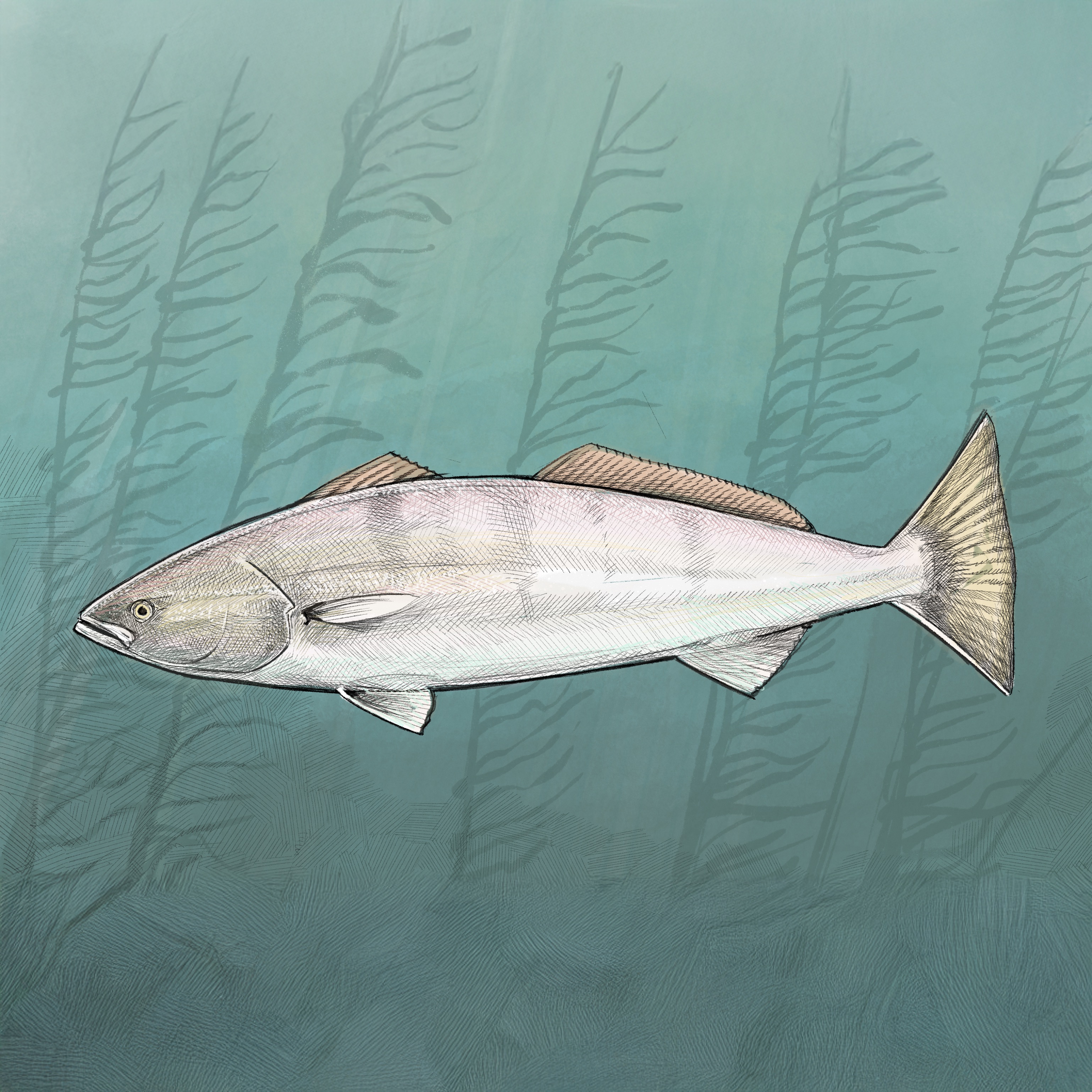 Illustration of California Sea Bass by Tom Crestodina