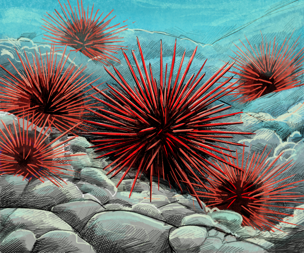 Illustration of Red Sea Urchins by Tom Crestodina