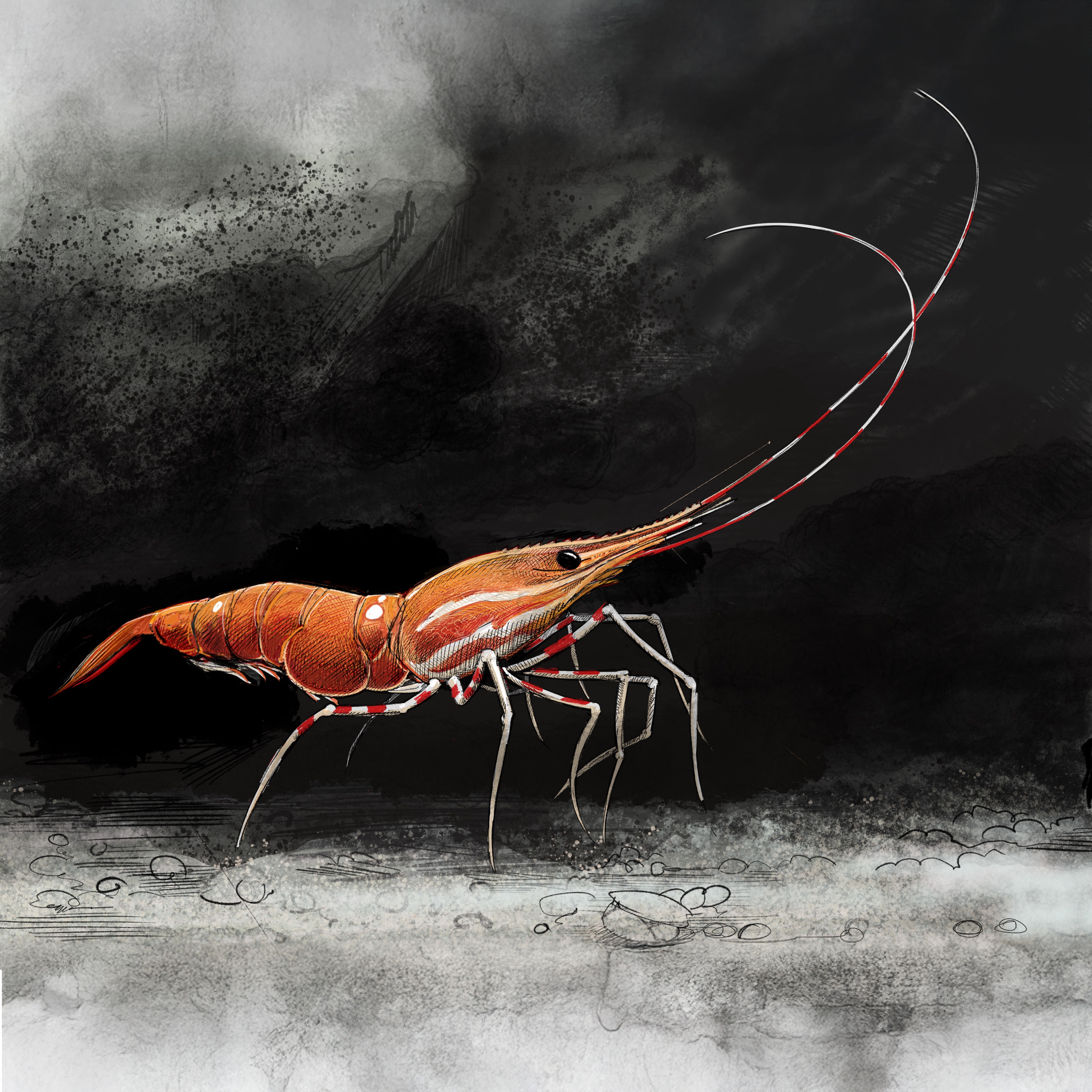 Illustration of spot prawn by Tom Crestodina