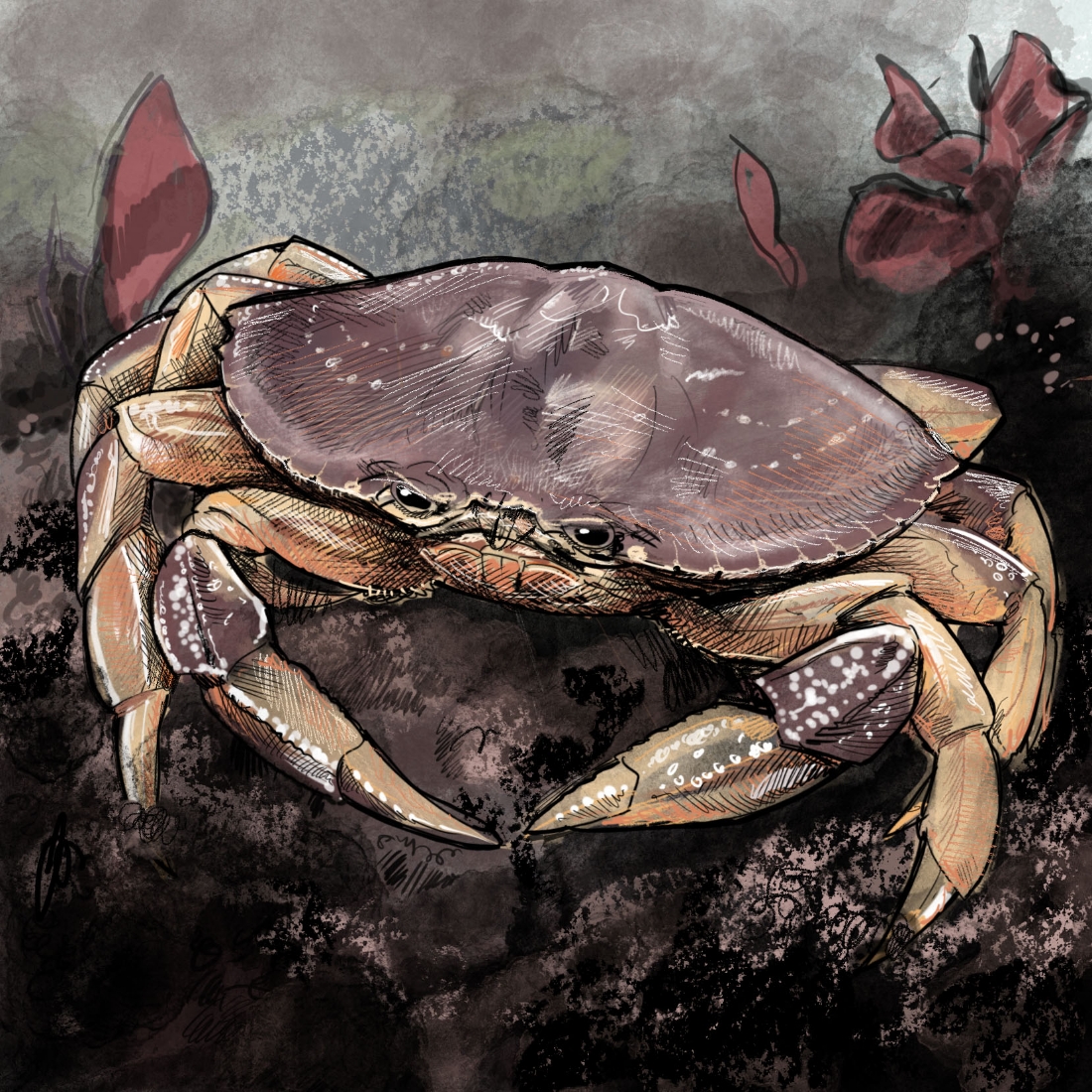 Illustration of Dungeness crab by Tom Crestodina