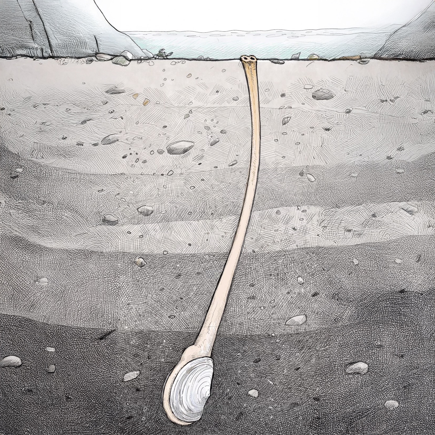 Illustration of Geoduck in the sand by Tom Crestodina