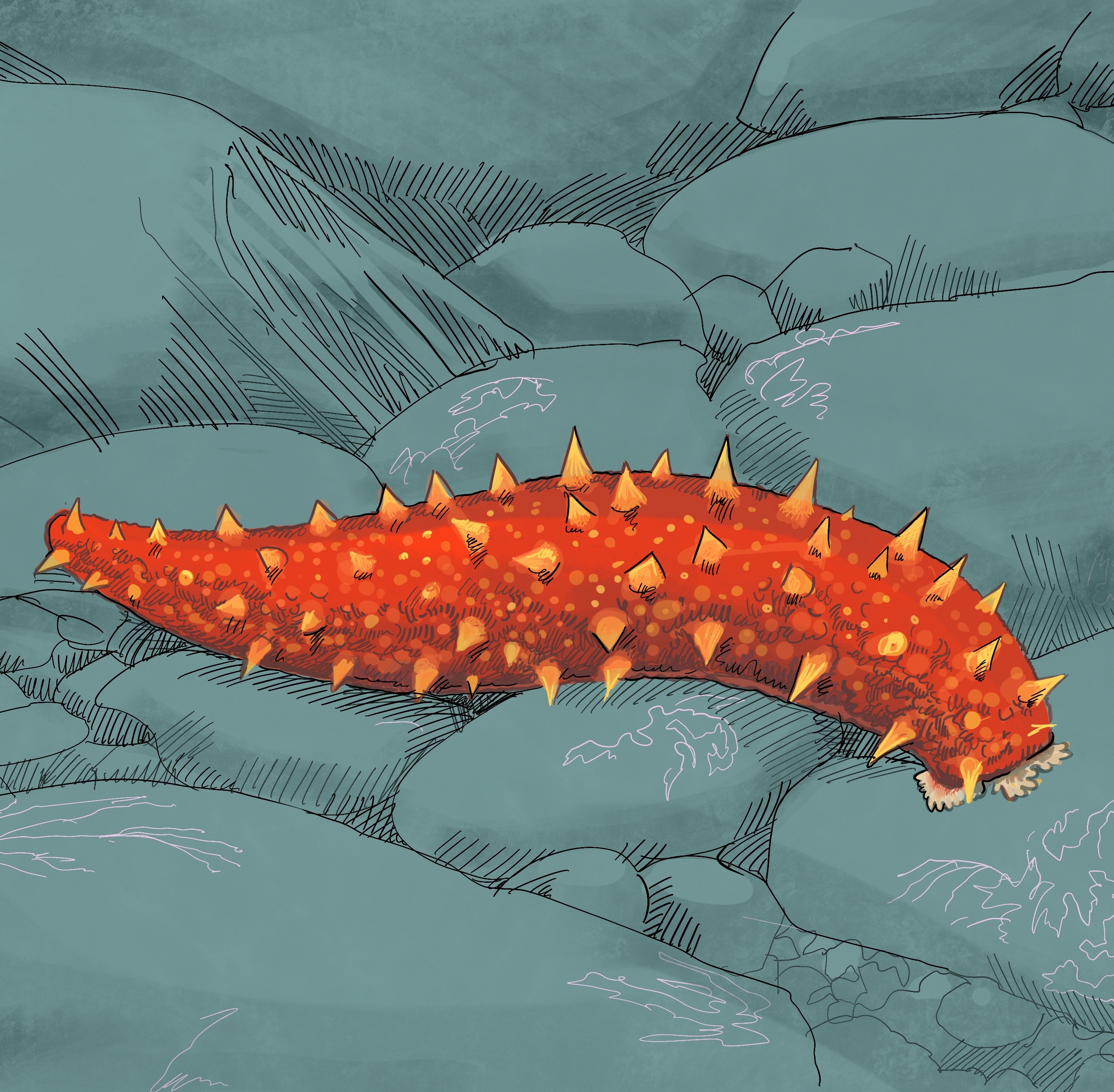 Illustration of giant red sea cucumber by Tom Crestodina