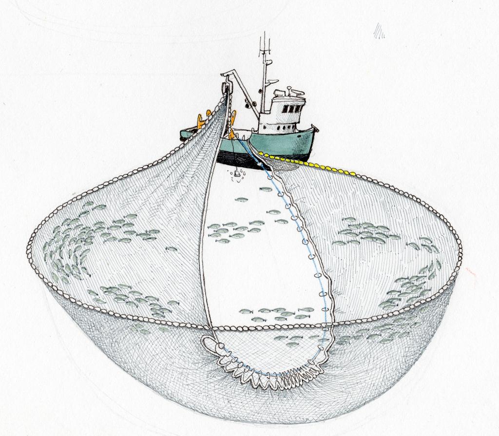Illustration of a seiner pursing a net by Tom Crestodina