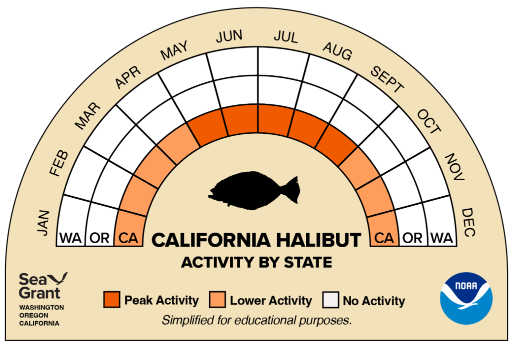 activity wheel for California halibut that depicts monthly activity levels (peak, low, closed)