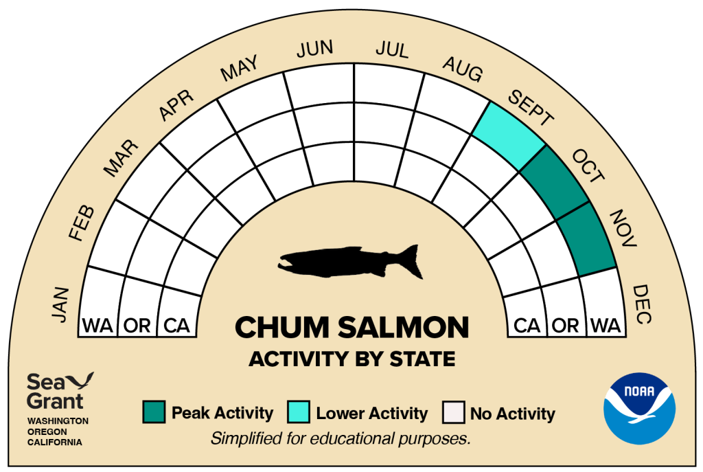 activity wheel for chum salmon that depicts monthly activity levels (peak, low, closed)