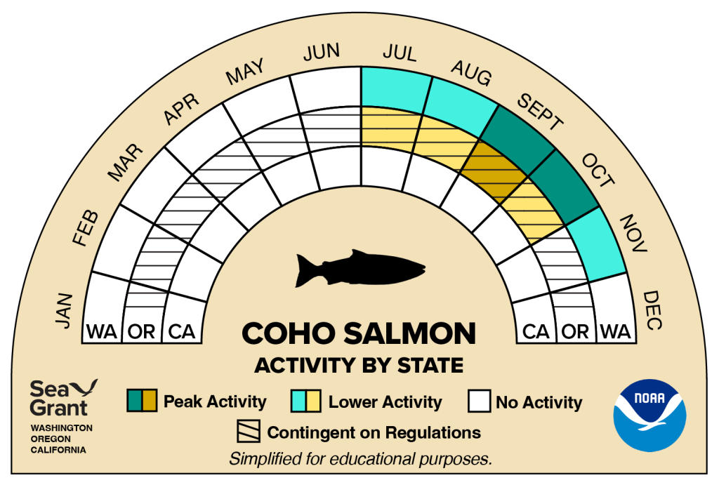 activity wheel for coho salmon that depicts monthly activity levels (peak, low, closed)